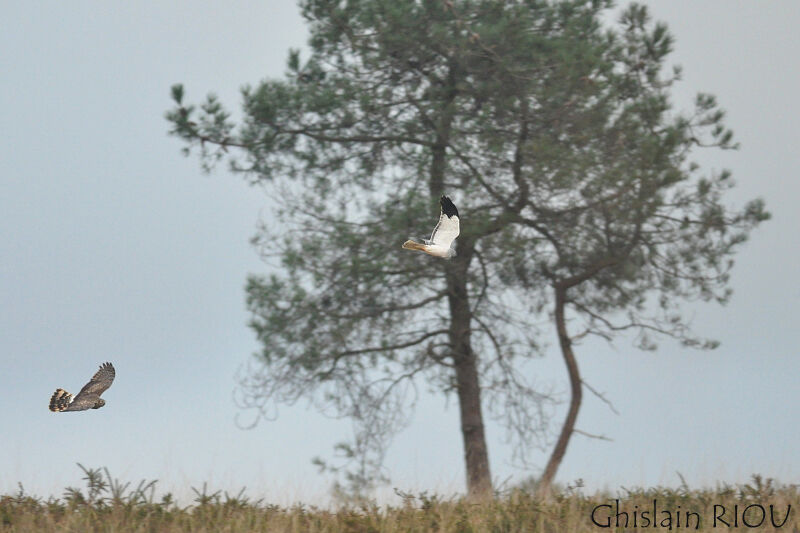 Hen Harrier