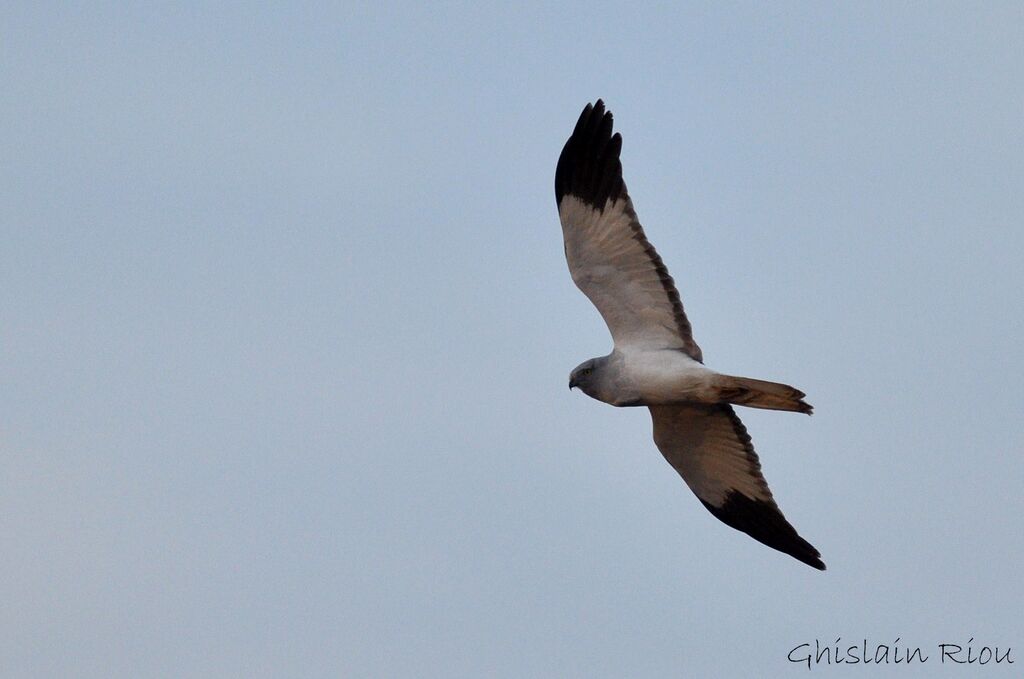 Hen Harrier male adult