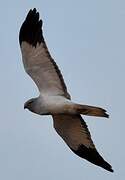 Hen Harrier