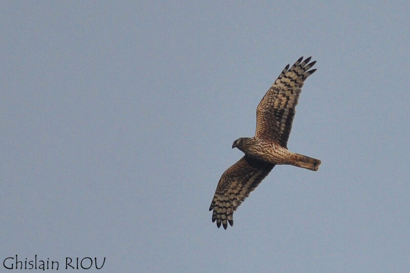 Hen Harrier female adult