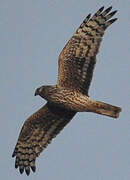 Hen Harrier