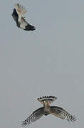 Hen Harrier