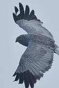 Hen Harrier