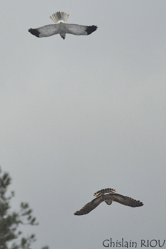 Hen Harrier