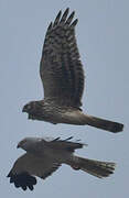 Hen Harrier