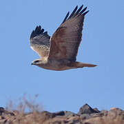 Long-legged Buzzard