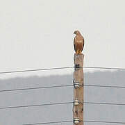 Long-legged Buzzard