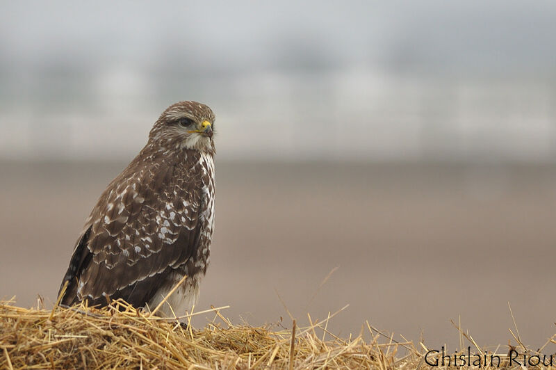 Common Buzzard