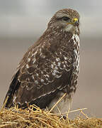 Common Buzzard