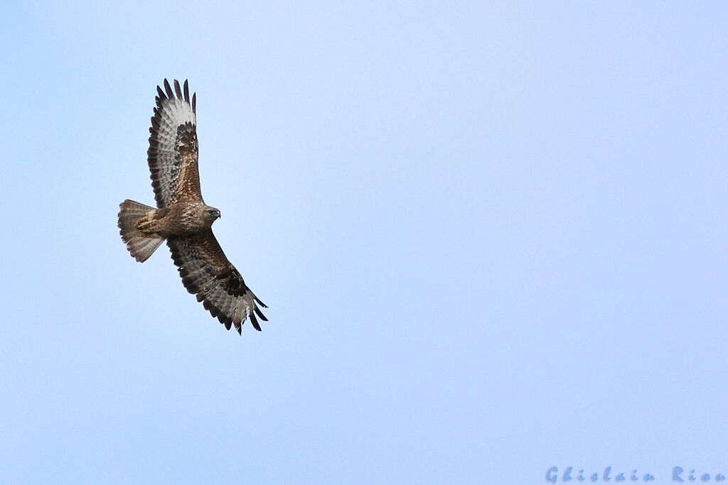 Buse variable