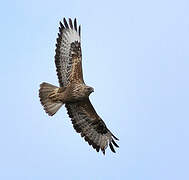 Common Buzzard