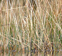 Eurasian Bittern