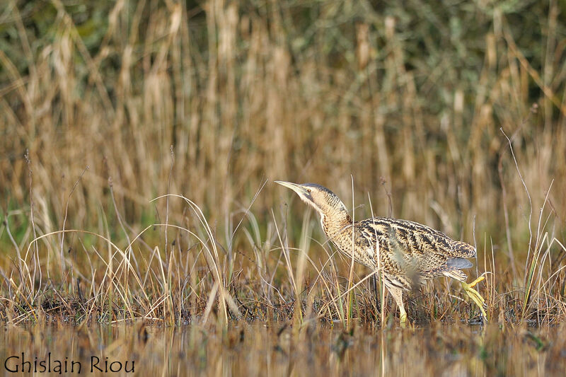 Eurasian Bittern