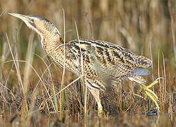 Eurasian Bittern