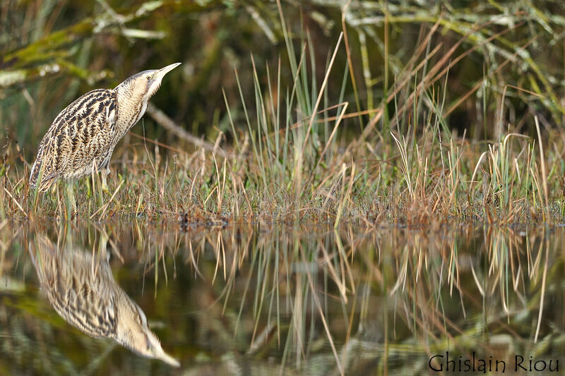 Eurasian Bittern