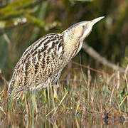 Eurasian Bittern