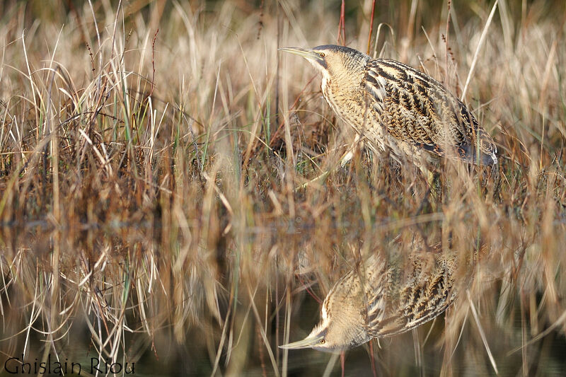 Eurasian Bittern