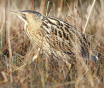 Eurasian Bittern