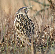 Eurasian Bittern