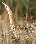 Eurasian Bittern