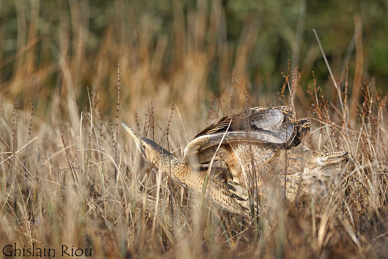 Eurasian Bittern