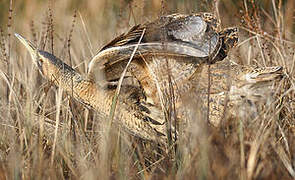 Eurasian Bittern