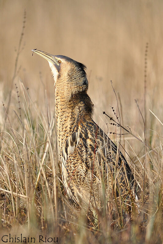 Eurasian Bittern