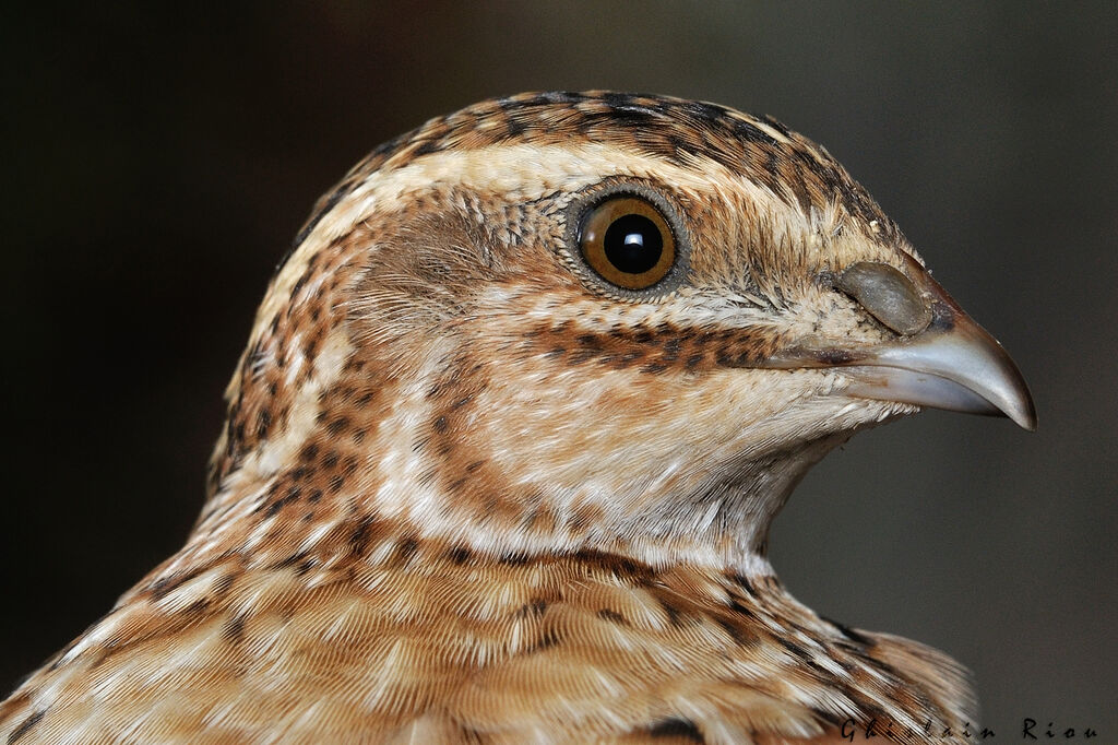 Common Quail male