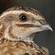 Common Quail