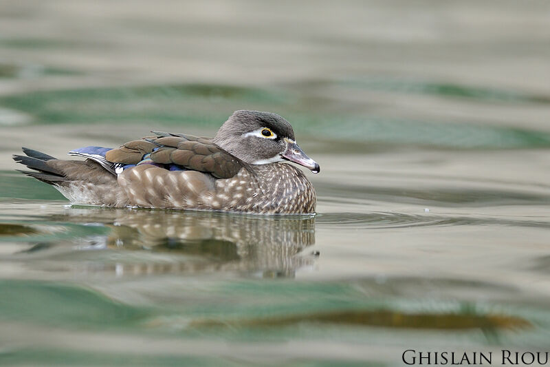 Canard carolin