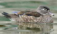 Canard carolin