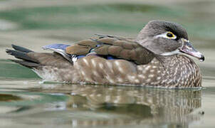 Wood Duck