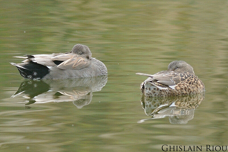 Canard chipeau 