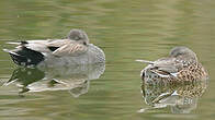 Canard chipeau