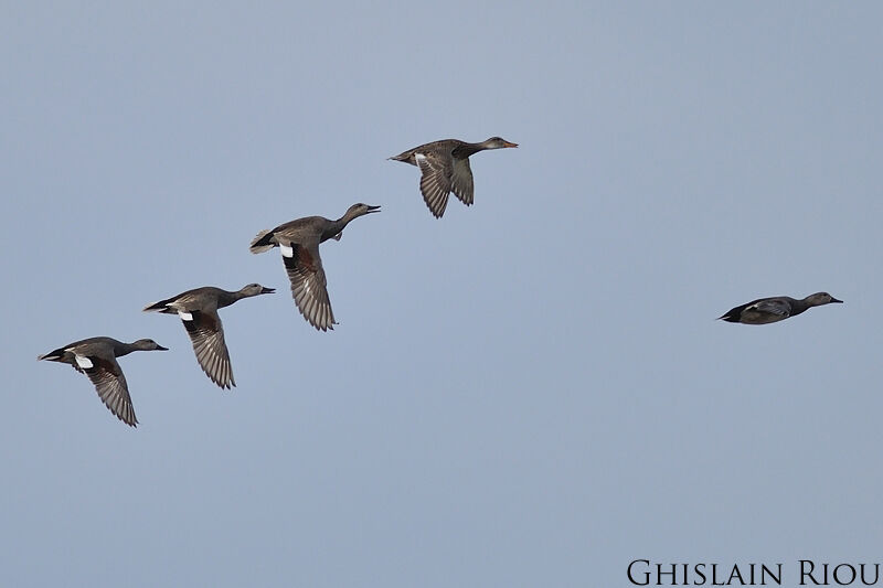 Gadwall