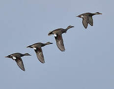 Gadwall