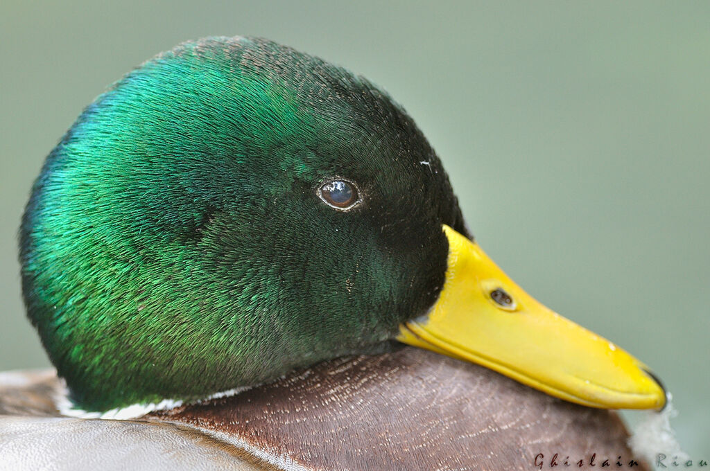 Canard colvert mâle