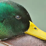 Canard colvert