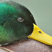 Canard colvert