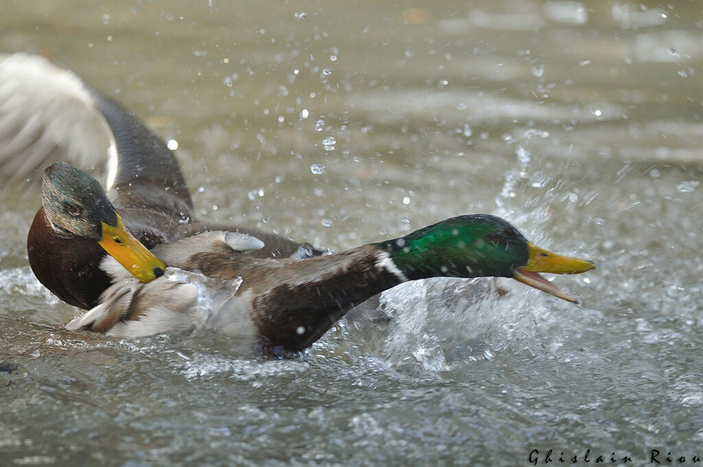 Mallard male, Behaviour