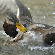 Canard colvert