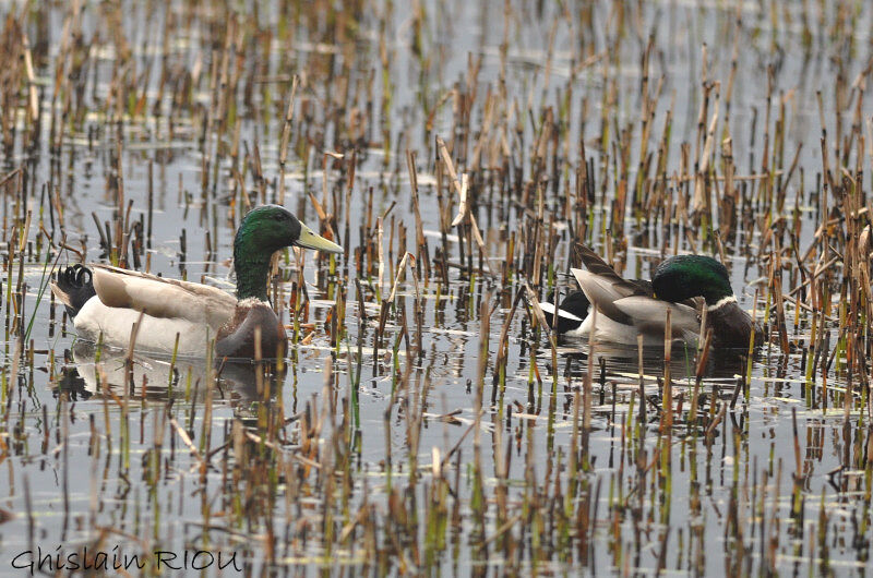 Mallard male adult