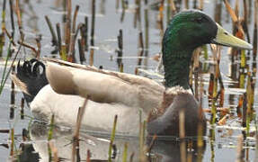 Canard colvert