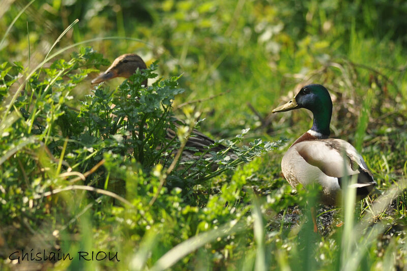 Mallard