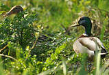 Canard colvert