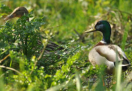 Canard colvert