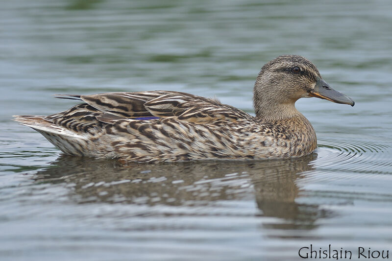 Canard colvert