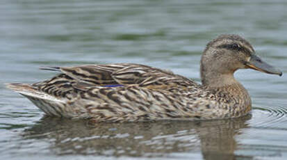 Canard colvert