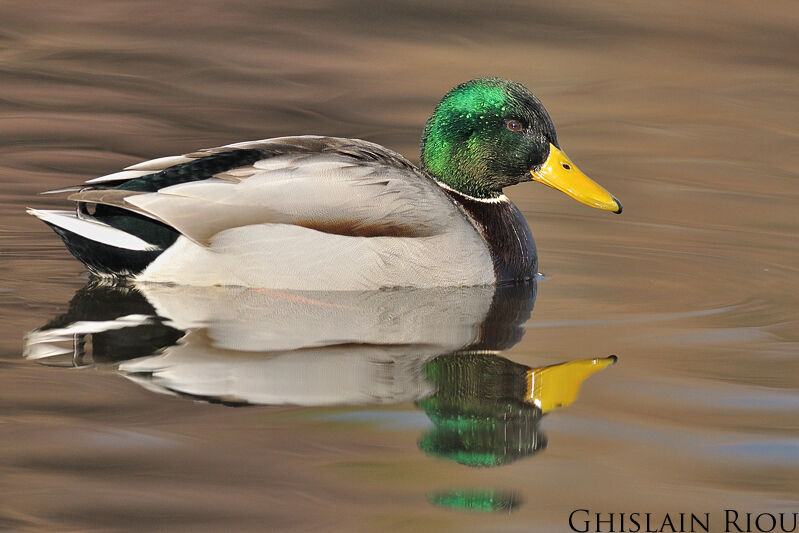 Canard colvert