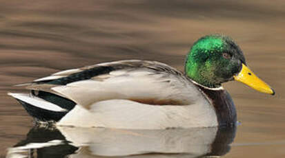 Canard colvert